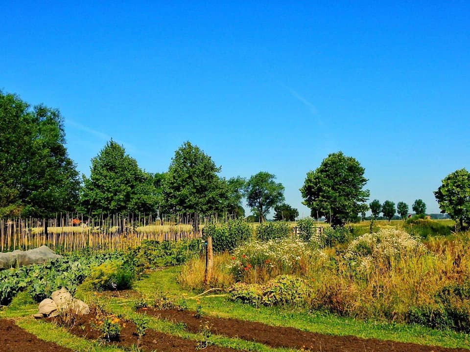 6TvGroede